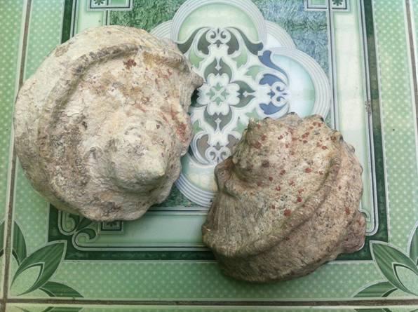 Ốc xà cừ dạng thô