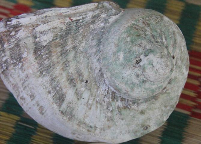 Chiêm ngưỡng vỏ ốc xà cừ quý hiếm giá ngàn đô ở Lý Sơn