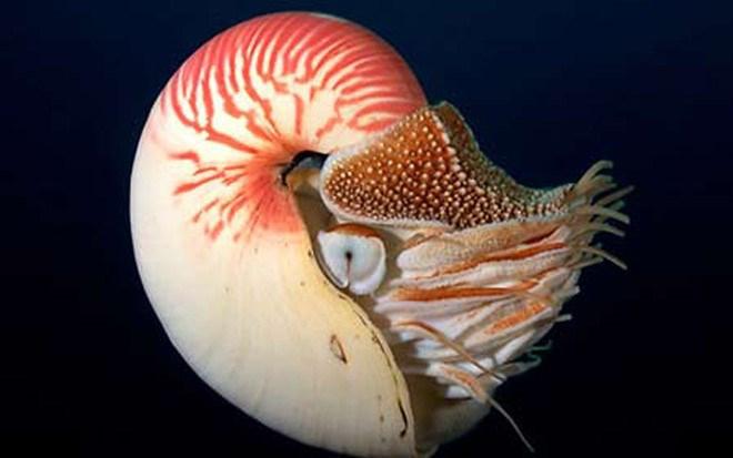 Cận cảnh loài ốc quý hiếm, siêu đắt đỏ