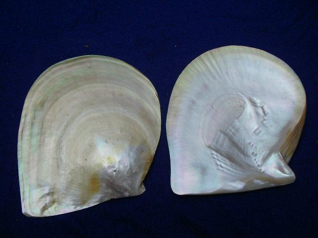 Các loại xác vàng