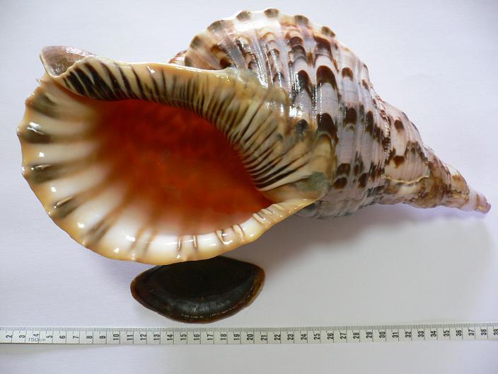 Vỏ ốc các loại