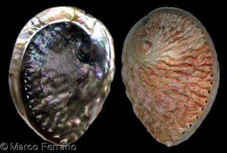 Vỏ sò các loại