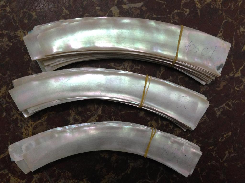 Bán cá loại vỏ óc hồng 