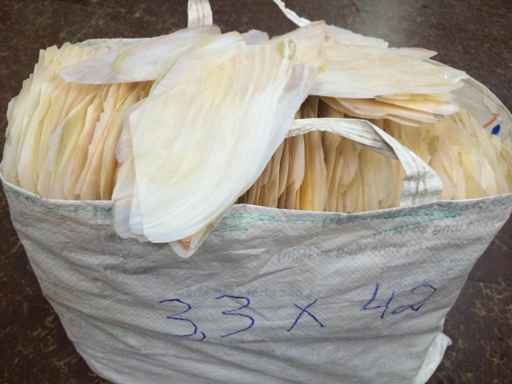 Trai Gót các loại 