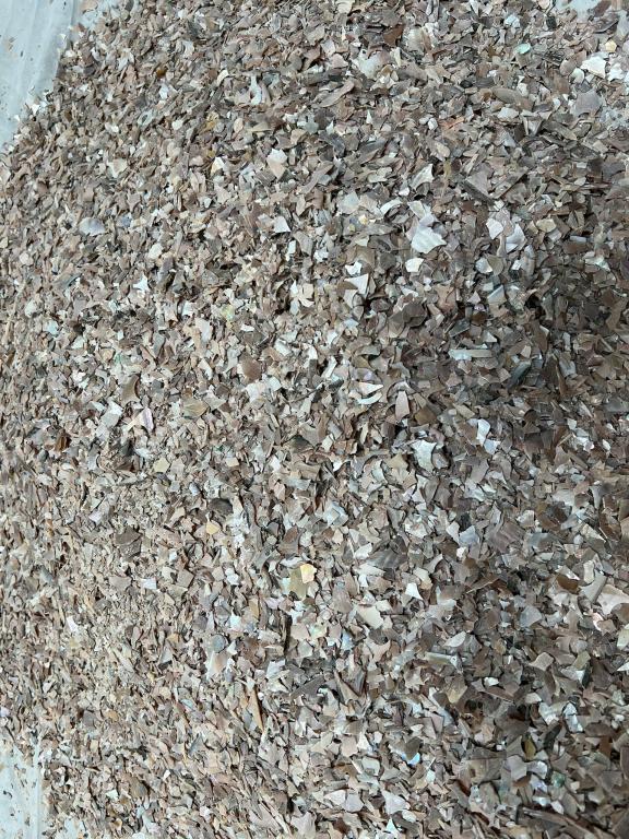 Cung cấp sỉ, lẻ các loại ốc vụn rẻ nhất hiện nay 