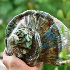 Buôn bán các loại ốc khảm