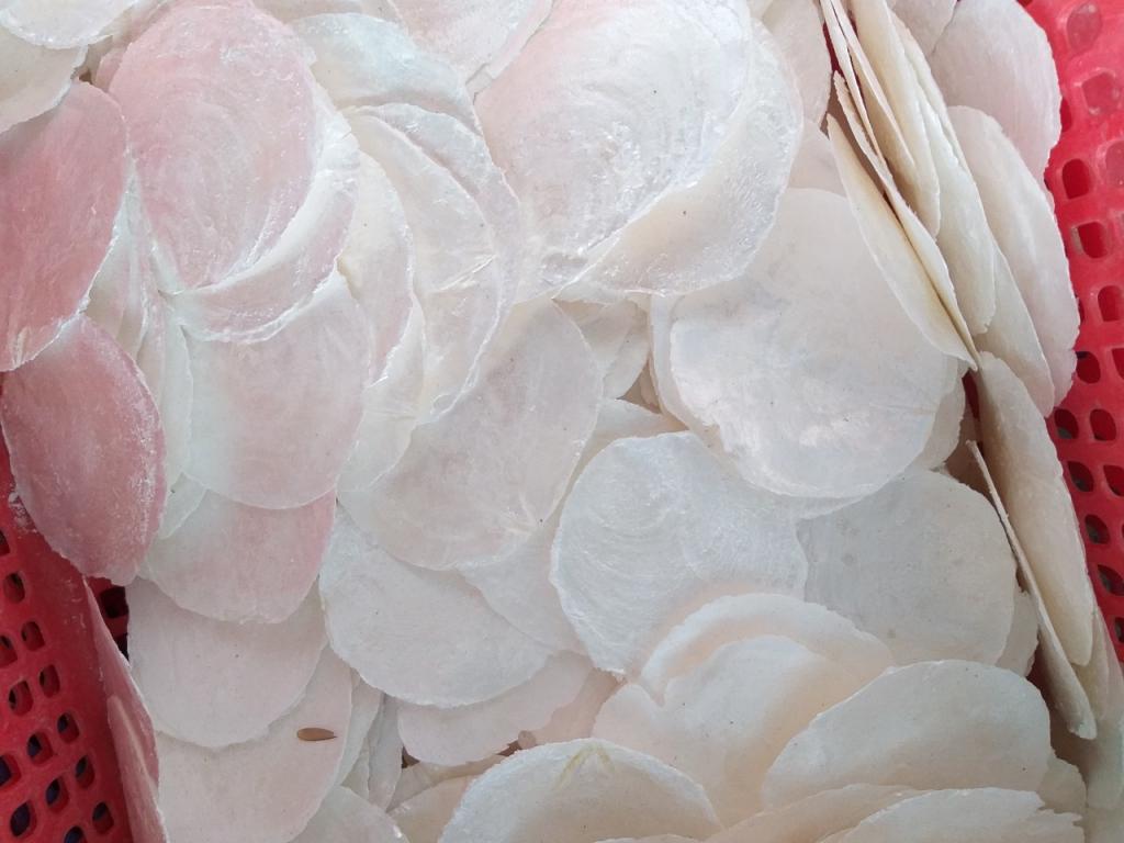 Vỏ con bóng kiếng giá rẻ tại Bình Dương